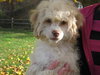 Kurly - Adoption Pending