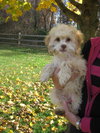 Kurly - Adoption Pending
