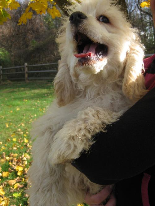 Kurly - Adoption Pending