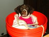 Bucket