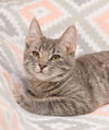 Jambalaya - FRIENDLIEST CAT EVER!