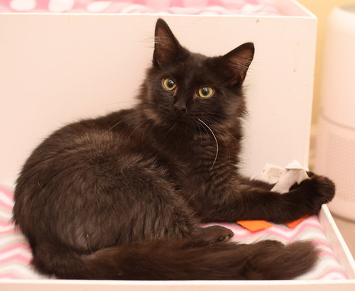 Miso
