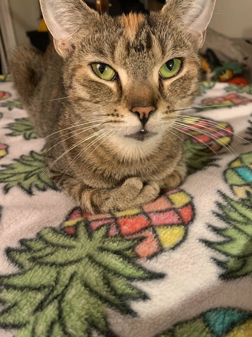 Mittens
