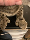 Mittens