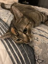 Mittens