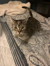 Mittens
