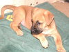 Homer