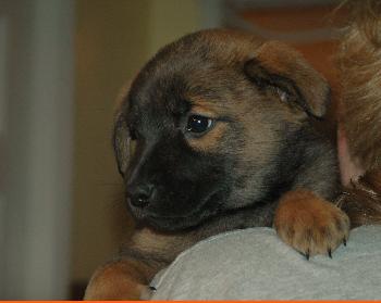 Montanna Adoption Pending