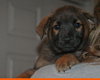 Montanna Adoption Pending
