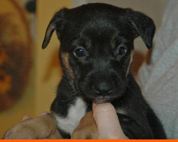 Raven  - Adoption Pending
