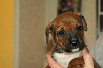 Milo      (DH)