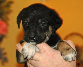 Chance  Adoption Pending