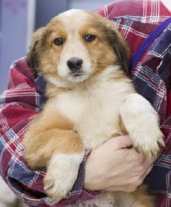 Biscuit (ns)