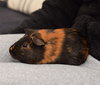 Alvin, Simon & Theodore