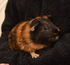 Alvin, Simon & Theodore