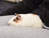 Alvin, Simon & Theodore