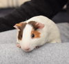 Alvin, Simon & Theodore