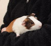 Alvin, Simon & Theodore