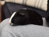 Alvin, Simon & Theodore