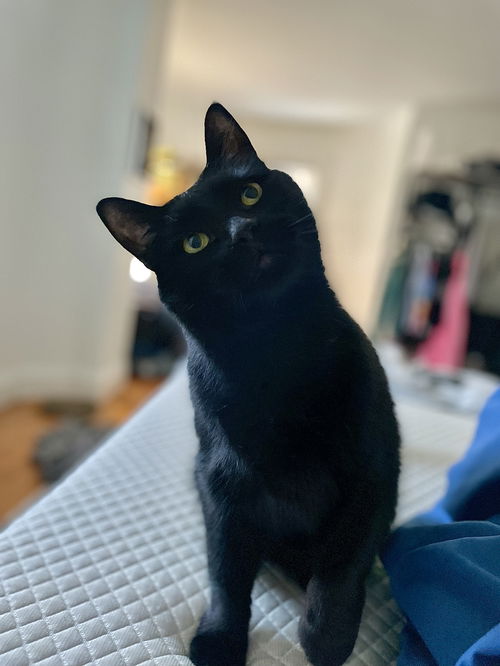 Alfredo (Alfie)