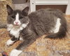 Luthien