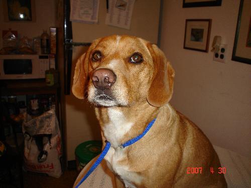 Howie