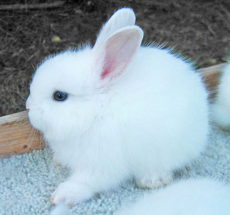 Angora Baby Bunnies' Web Page, image size:946x882