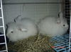 Angora Baby Bunnies