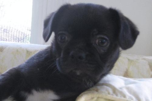 Liam-Adoption Pending