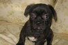 Liam-Adoption Pending
