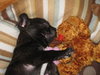 Liam-Adoption Pending