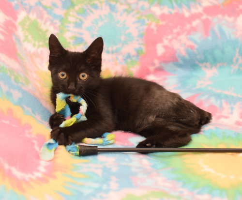 Gummi Bear - TRIPOD - Adoption Pending