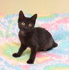 Gummi Bear - TRIPOD - Adoption Pending
