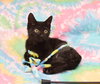 Gummi Bear - TRIPOD - Adoption Pending