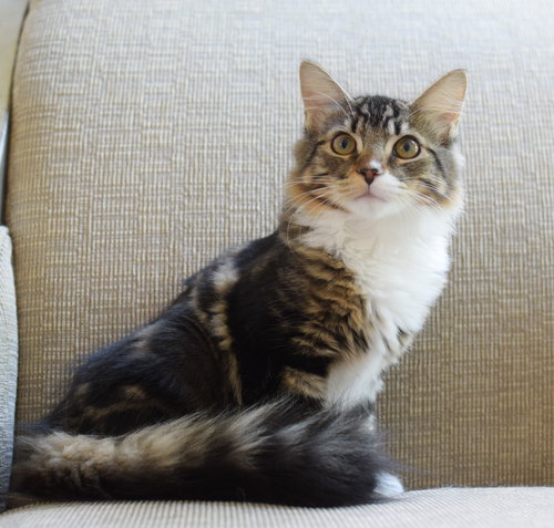 Fluffy