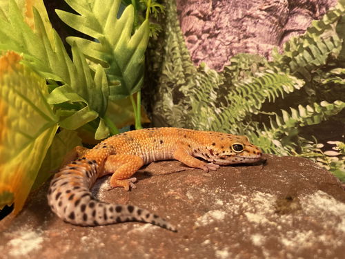 Female leopard gecko