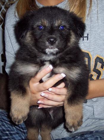 Toby
