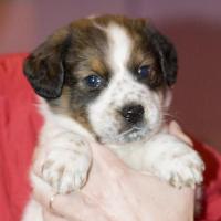 Arbuckle