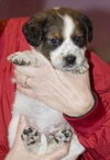 Arbuckle
