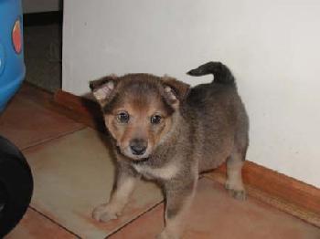 Jerome (ns) (Adoption Pending)