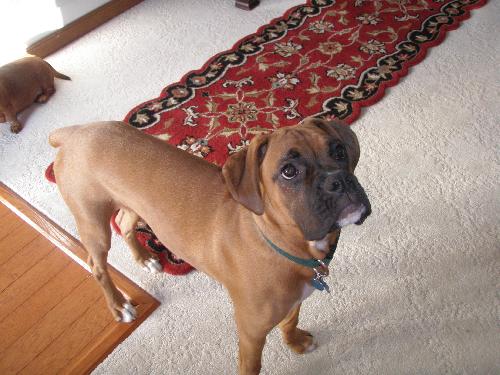 Tyson