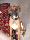 Tyson