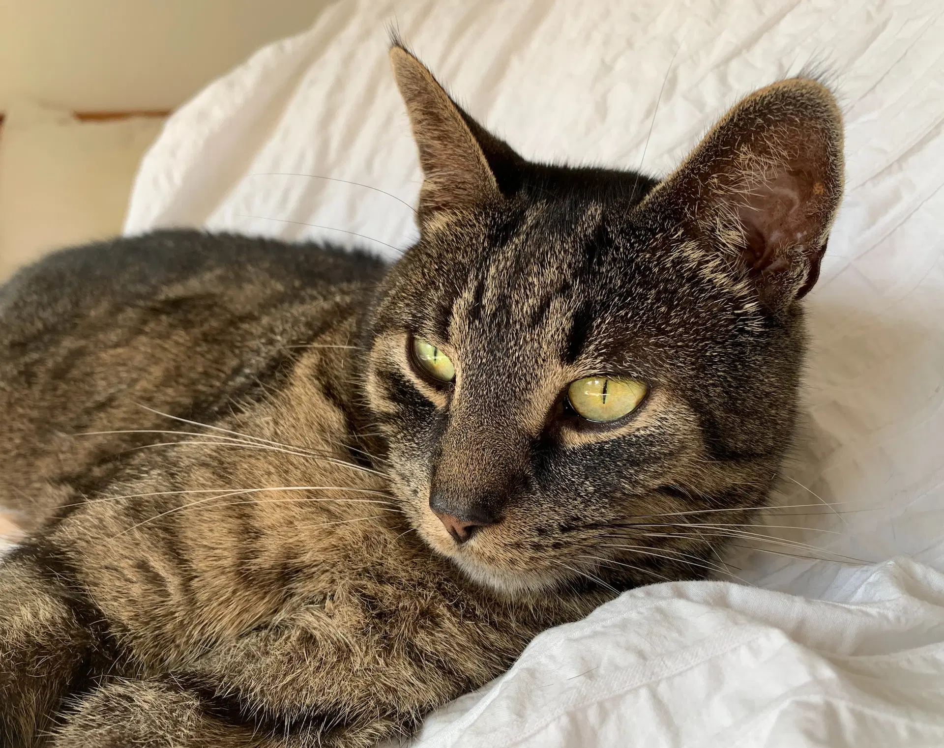Luca - Domestic Short Hair