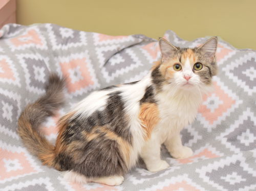 Cinnamon