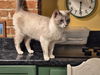 Angelica - Adoption Pending