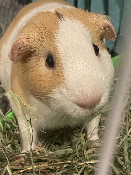 Simba