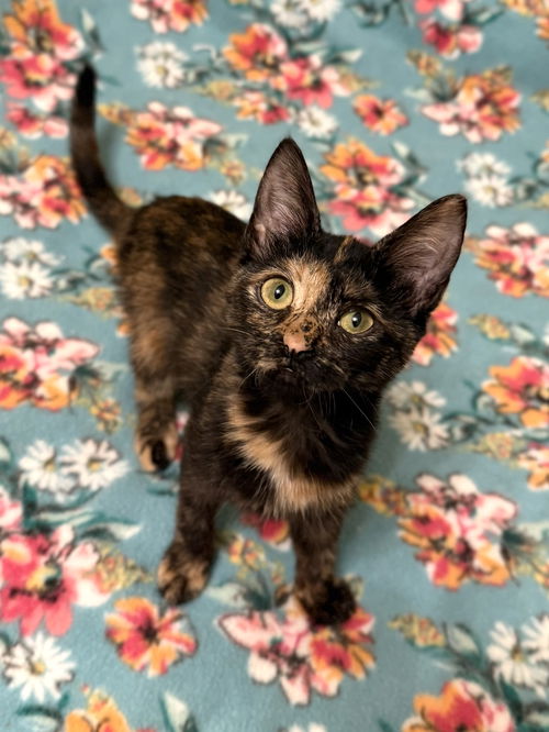 Tutu