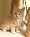 Biscuit