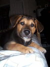 Leon 
