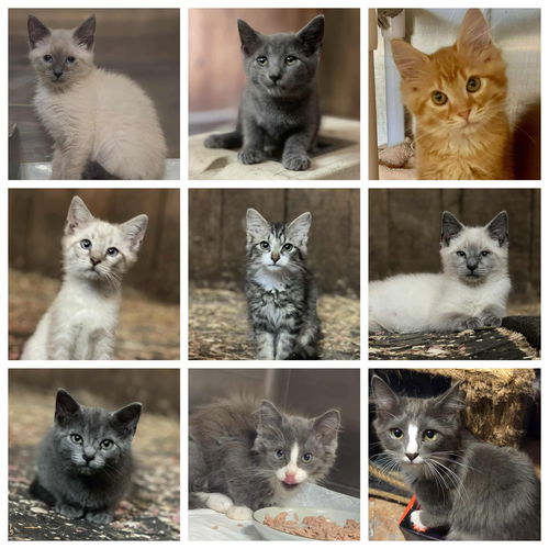 Kittens!